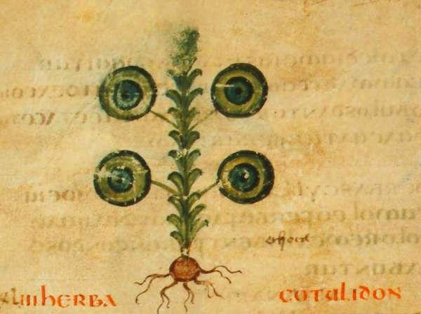 Семядоля Bald’s Leechbook 