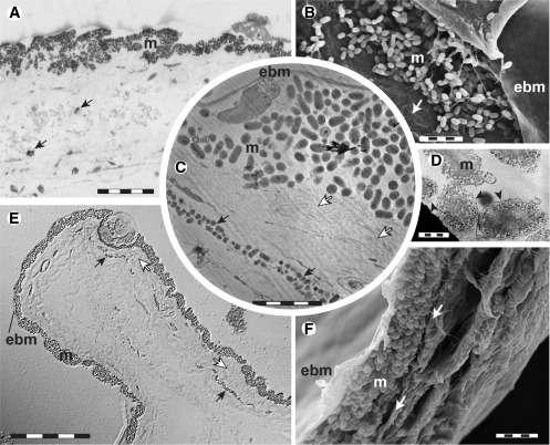 Ультра чёрный пигмент рыбьей кожи
