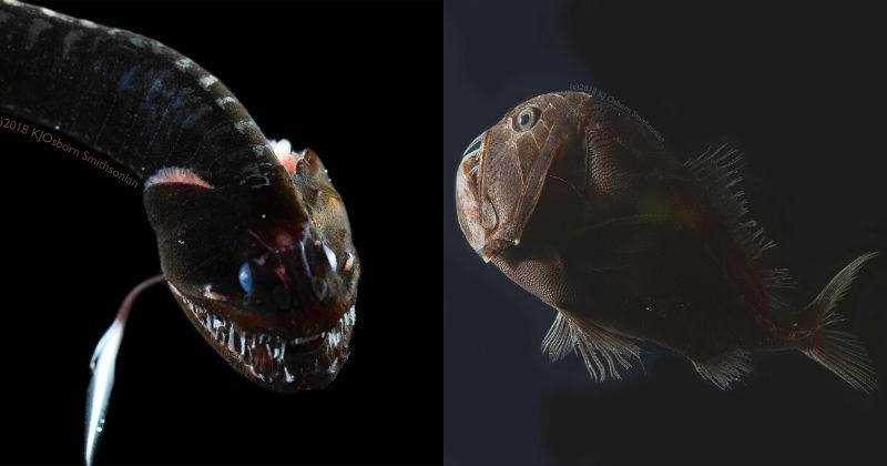 Рыбы более 200 м океана Ultra black