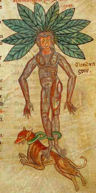 Тату мандрагора - могущественный сгуститель астрала 2018