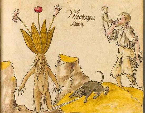 Тату магические мандрагора