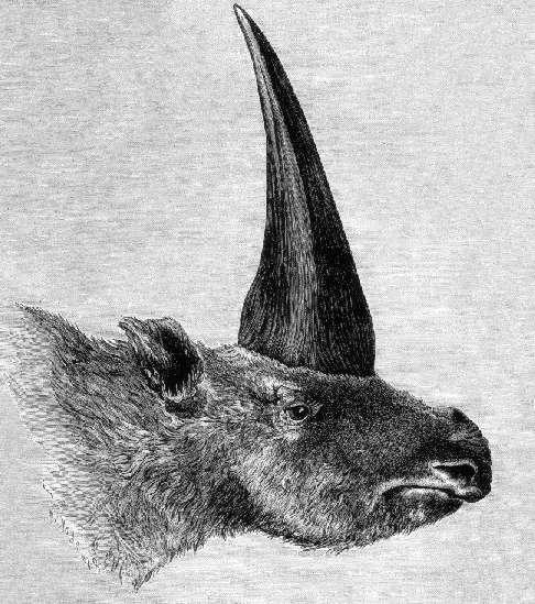 Тату русский skull - сибирский единорог