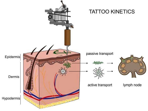 Секрет стойкости татуировки