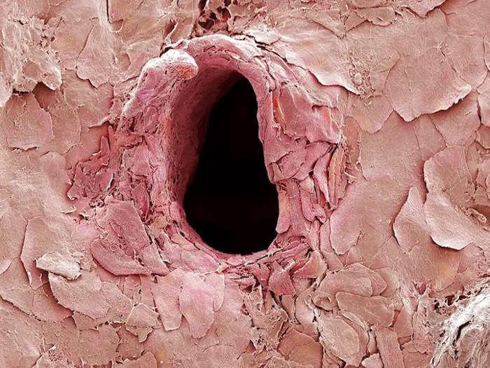 Омега 3, 6, 9 для кожи с татуировкой, пирсингом, бодмодом