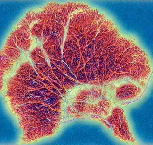Сосочковый слой дермы - ключевой слой для успешной татуировки кожи