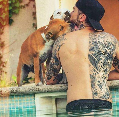 Тату питбуль, амстафф и новый Staffstyle