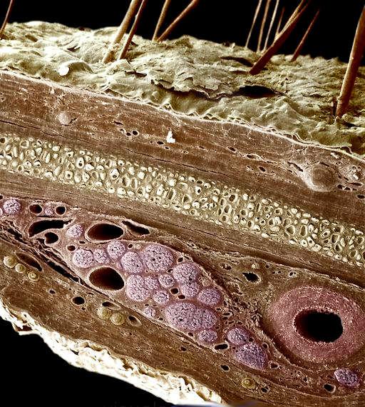 Кожа человека микроскоп
