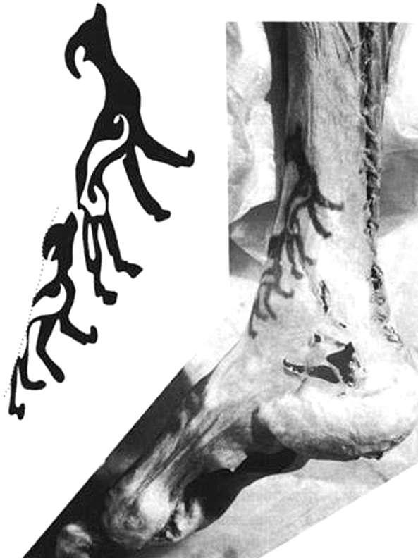 Тату принцессы Алтая на ноге