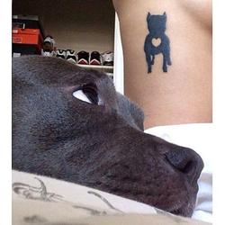 татуировка питбль / амстафф