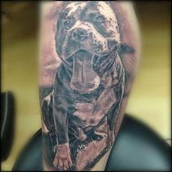 татуировка питбль / амстафф