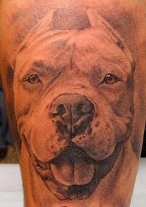 татуировка питбль / амстафф
