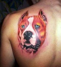 татуировка питбль / амстафф