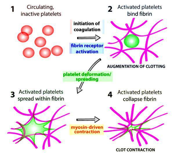 Наши учёные разработали фибриновый гель