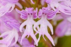 орхидея голые человечки, Orchis Italica