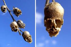 львиный зев, Antirrhinum