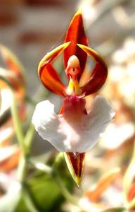 орхидея балерина