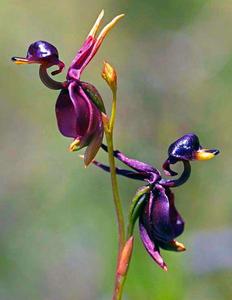 орхидея полет утки, Caleana Major