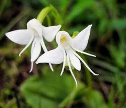 Ангел орхидея, Grandifloriformis