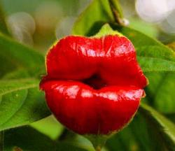 губы Хукера, Psychotria Elata