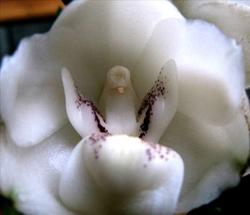 орхидея Святого Духа, Peristeria Elata