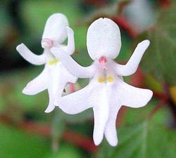 орхидея танцовщики, Impatiens Bequaertii