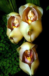 орхидея спелёнатые младенцы, Anguloa Uniflora