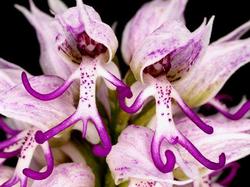 орхидея голые человечки, Orchis Italica