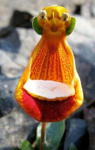 счастливый инопланетянин, Calceolaria Uniflora