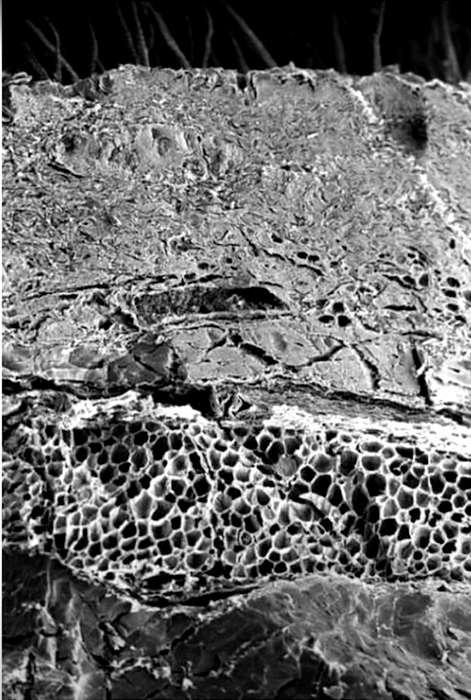 Строение кожи под микроскопом