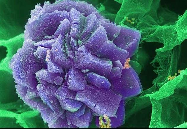 Имперский пурпур и рецепты фиолетовых красок